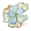 My project in Botanical Sketchbooking: A Meditative Approach course. Traditional illustration, Watercolor Painting, and Botanical Illustration project by Lapin - 03.31.2021